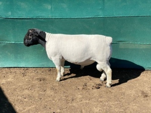LOT 26 1 X DORPER RAM LEROY PHILLIPS DORPERS KUDDE/FLOCK