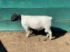 LOT 26 1 X DORPER RAM LEROY PHILLIPS DORPERS KUDDE/FLOCK