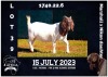 1X BOER GOAT FLOCK DOE MILAMIEK BOERBOKSTOET