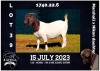 1X BOER GOAT FLOCK DOE MILAMIEK BOERBOKSTOET - 2