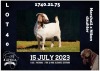 1X BOER GOAT FLOCK DOE MILAMIEK BOERBOKSTOET