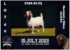 1X BOER GOAT FLOCK DOE MILAMIEK BOERBOKSTOET - 2