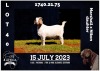 1X BOER GOAT FLOCK DOE MILAMIEK BOERBOKSTOET - 3