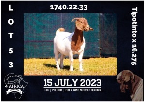 1X BOER GOAT STUD DOE MILAMIEK BOERBOKSTOET