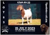 1X BOER GOAT STUD DOE MILAMIEK BOERBOKSTOET - 2