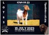 1X BOER GOAT STUD DOE MILAMIEK BOERBOKSTOET - 3