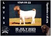 1X BOER GOAT STUD DOE MILAMIEK BOERBOKSTOET - 4