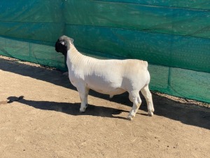 LOT 28 1 X WIT DORPER RAM KOWIE DE WITT WIT DORPERS KUDDE