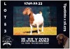 1X BOER GOAT STUD DOE MILAMIEK BOERBOKSTOET - 5