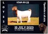 1X BOER GOAT STUD DOE MILAMIEK BOERBOKSTOET - 6