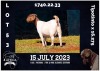 1X BOER GOAT STUD DOE MILAMIEK BOERBOKSTOET - 7