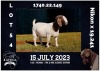 1X BOER GOAT FLOCK DOE MILAMIEK BOERBOKSTOET