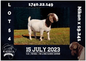 1X BOER GOAT FLOCK DOE MILAMIEK BOERBOKSTOET