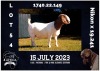 1X BOER GOAT FLOCK DOE MILAMIEK BOERBOKSTOET - 2