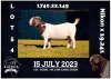 1X BOER GOAT FLOCK DOE MILAMIEK BOERBOKSTOET - 3