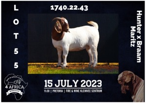 1X BOER GOAT FLOCK DOE MILAMIEK BOERBOKSTOET