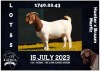 1X BOER GOAT FLOCK DOE MILAMIEK BOERBOKSTOET - 3