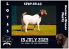 1X BOER GOAT FLOCK DOE MILAMIEK BOERBOKSTOET - 4