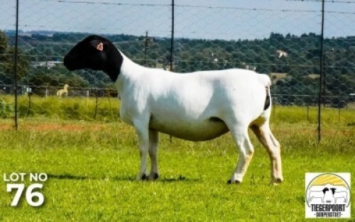 LOT 176 1 X DORPER OOI/EWE Tiegerpoort Dorper Stoet KUDDE