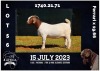 1X BOER GOAT FLOCK DOE MILAMIEK BOERBOKSTOET