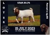 1X BOER GOAT FLOCK DOE MILAMIEK BOERBOKSTOET - 2