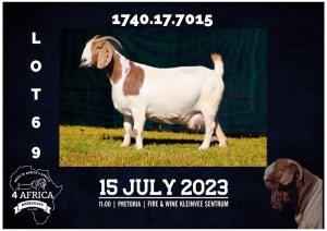 1X BOER GOAT STUD DOE MILAMIEK BOERBOKSTOET