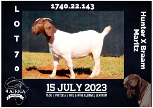 1X BOER GOAT STUD DOE MILAMIEK BOERBOKSTOET