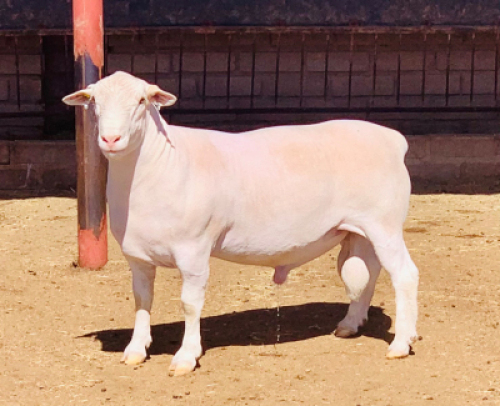 LOT 31 1 X WIT DORPER RAM KOWIE DE WITT WIT DORPERS KUDDE