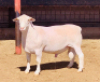 LOT 31 1 X WIT DORPER RAM KOWIE DE WITT WIT DORPERS KUDDE