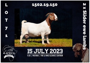 1+1X BOER GOAT FLOCK DOE MILAMIEK BOREBOKSTOET