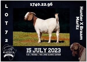 1X BOER GOAT STUD DOE MILAMIEK BOREBOKSTOET