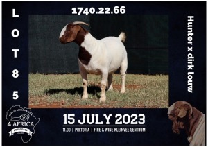 1X BOER GOAT STUD DOE MILAMIEK BOERBOKSTOET