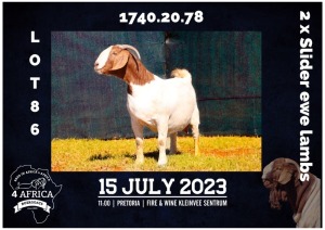 1+1X BOER GOAT FLOCK DOE MILAMIEK BOERBOKSTOET