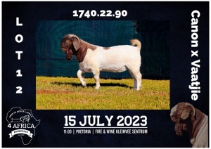 1X BOER GOAT BUCK MILAMIEK BOERBOKSTOET