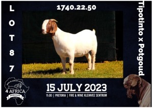 1X BOER GOAT STUD DOE MILAMIEK BOERBOKSTOET