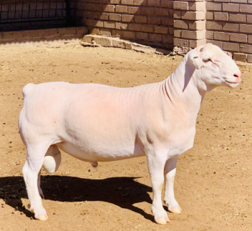 LOT 32 1 X WIT DORPER RAM KOWIE DE WITT WIT DORPERS STOET