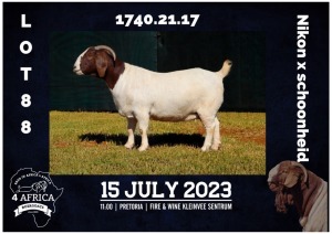 1X BOER GOAT STUD DOE MILAMIEK BOERBOKSTOET