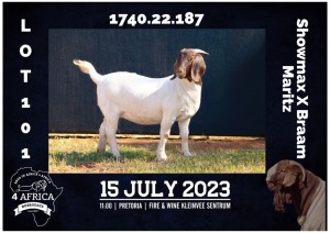 1X BOER GOAT FLOCK DOE MILAMIEK BOERBOKSTOET