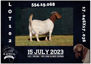 WITHDRAWN - 1X BOER GOAT DOE MILAMIEK BOERBOKSTOET