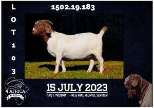 1X BOER GOAT STUD DOE MILAMIEK BOERBOKSTOET