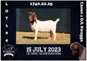 1X BOER GOAT FLOCK DOE MILAMIEK BOERBOKSTOET