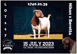 1X BOER GOAT FLOCK DOE MILAMIEK BOERBOKSTOET