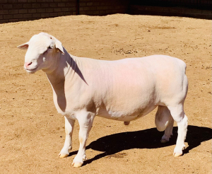 LOT 34 1 X WIT DORPER RAM KOWIE DE WITT WIT DORPERS KUDDE