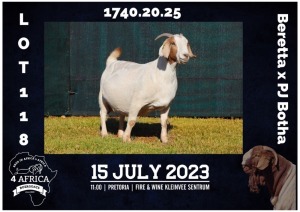 1X BOER GOAT FLOCK DOE MILAMIEK BOERBOKSTOET