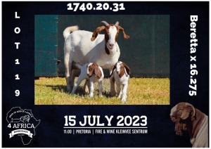 1+2X BOER GOAT STUD DOE MILAMIEK BOERBOKSTOET