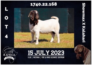 1X BOER GOAT FLOCK BUCK MILAMIEK BOERBOKSTOET