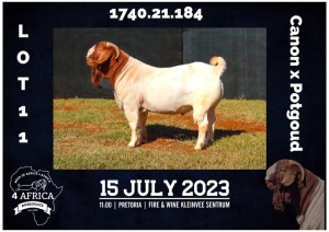 1X BOER GOAT FLOCK BUCK MILAMIEK BOERBOKSTOET