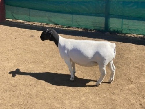 LOT 101 1 X DORPER OOI/EWE LEROY PHILLIPS DORPERS T5