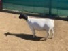 LOT 101 1 X DORPER OOI/EWE LEROY PHILLIPS DORPERS T5