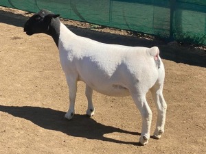 LOT 102 1 X DORPER OOI/EWE LEROY PHILLIPS DORPERS T5